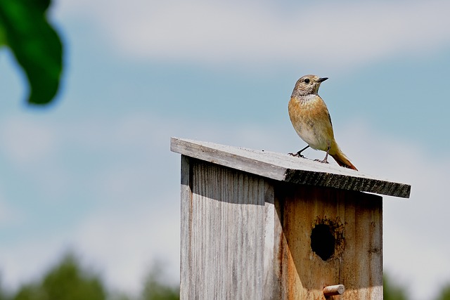 Vogelhuisje