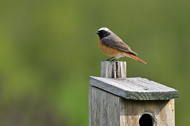 Vogelhuisje1