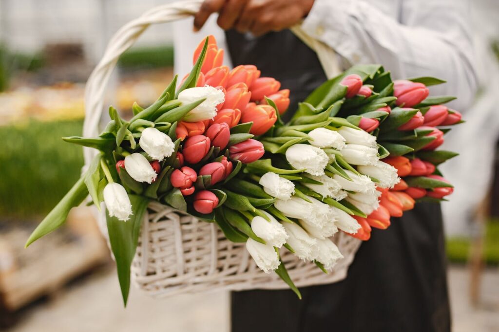 tulp